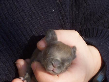 mon lapinou